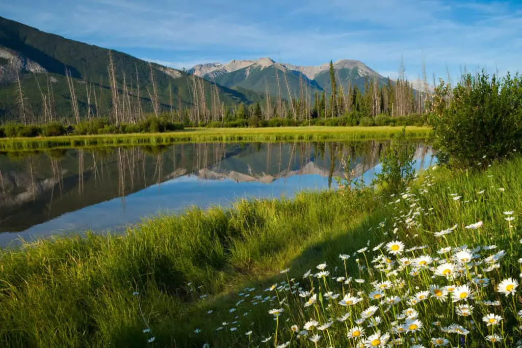White wildflowers along the Bow River close to the town of Banff