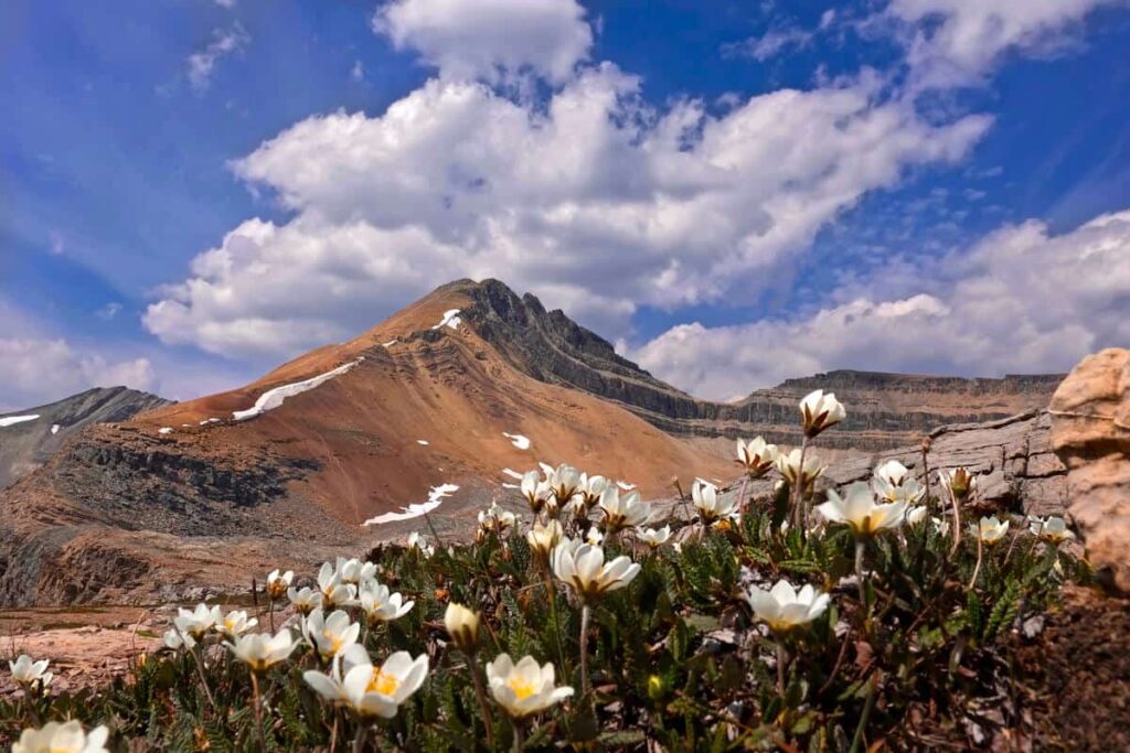 Wildflowers near Cirque Peak in Banff National Park