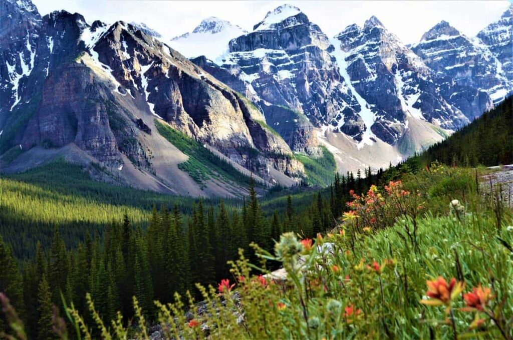 Red wildflowers on an alpine meadow in the Valley of the Ten Peaks near Moraine Lake in Banff National Park