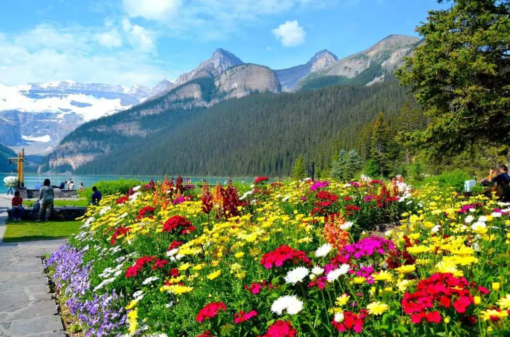 Wildflowers adorn a pathway near the lakeshore at Lake Louise