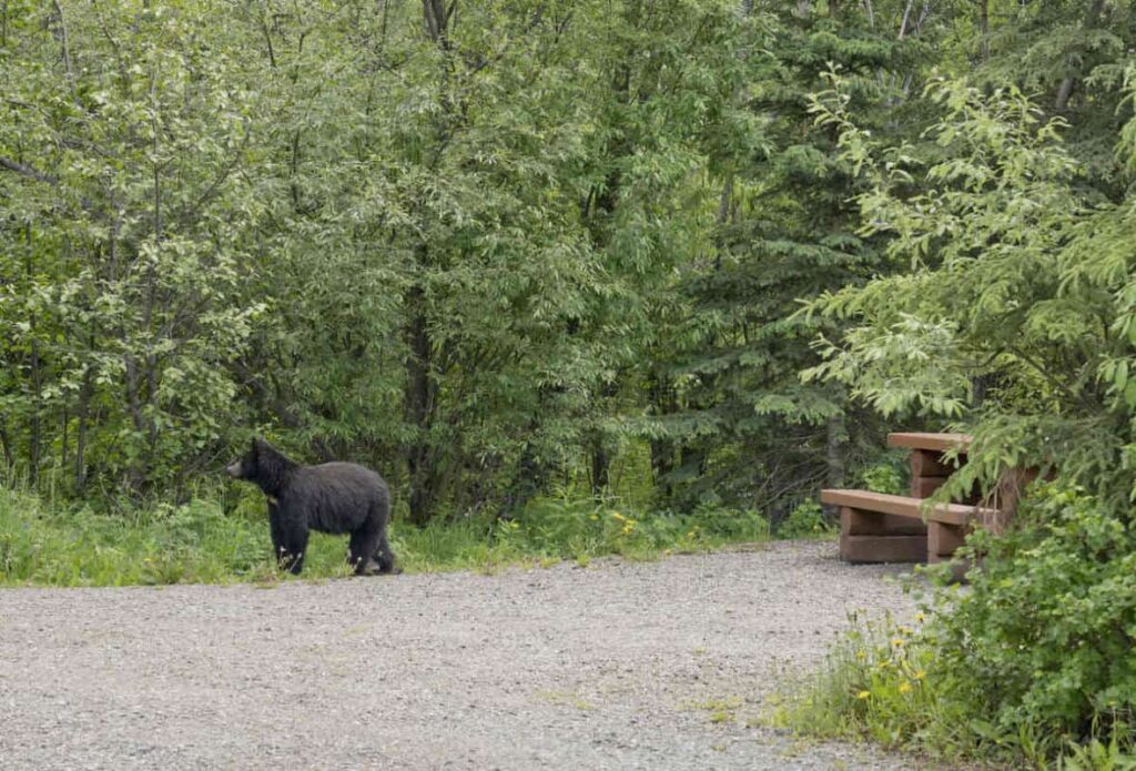 A black bear is exploring a campground with a picnic table visible at the right