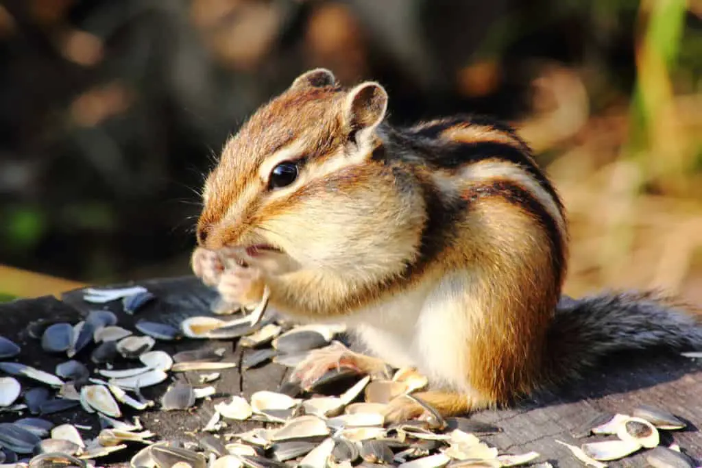 A chipmunk is sitting on a picnic table while eating leftover sunflower seeds