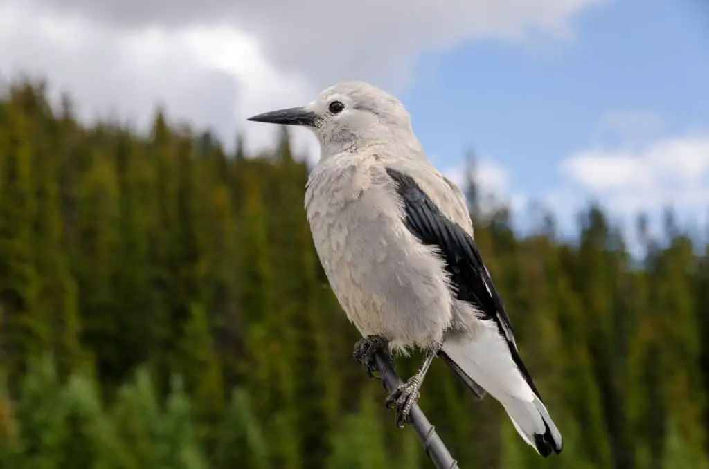 Clark's nutcracker sitting on a twig overlooking a valley in Banff National Park