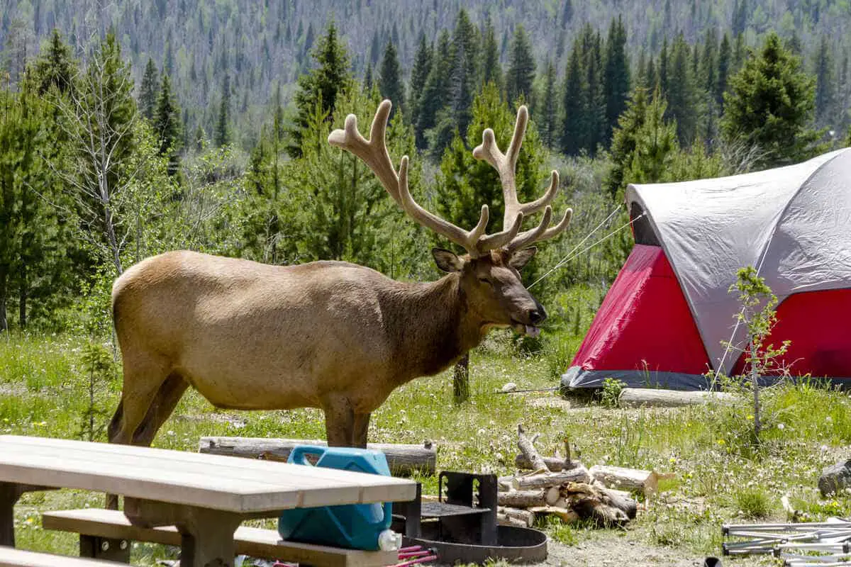 A bull elk standing near a picnic table at a campground in Banff with a tent visible in the background