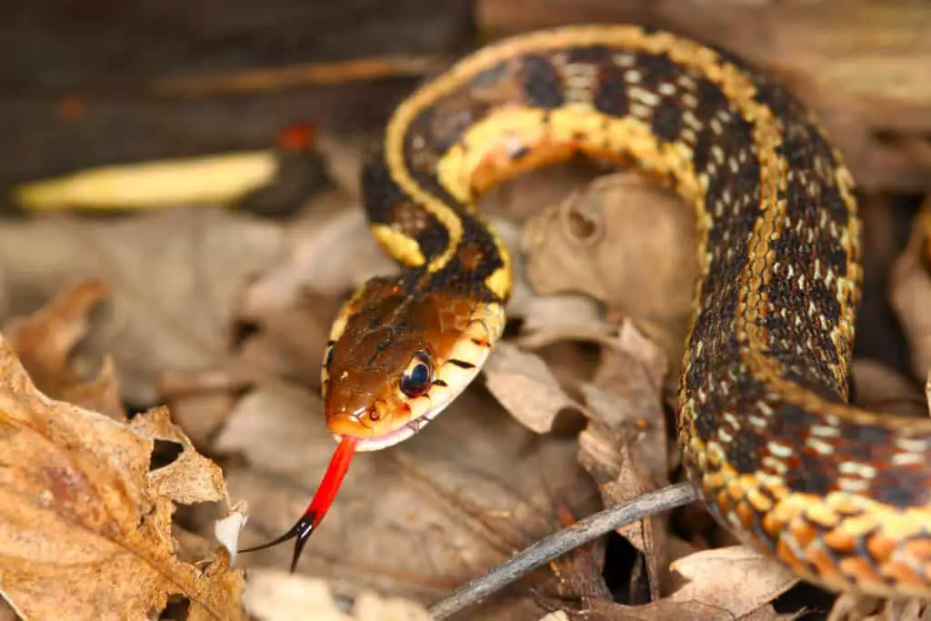 Close-up of a garter snake sticking out its red tongue with black tip