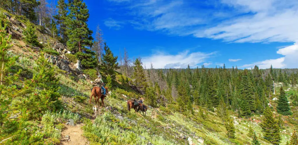 People on a horseback riding on a rocky path through a forest in the Canadian Rockies