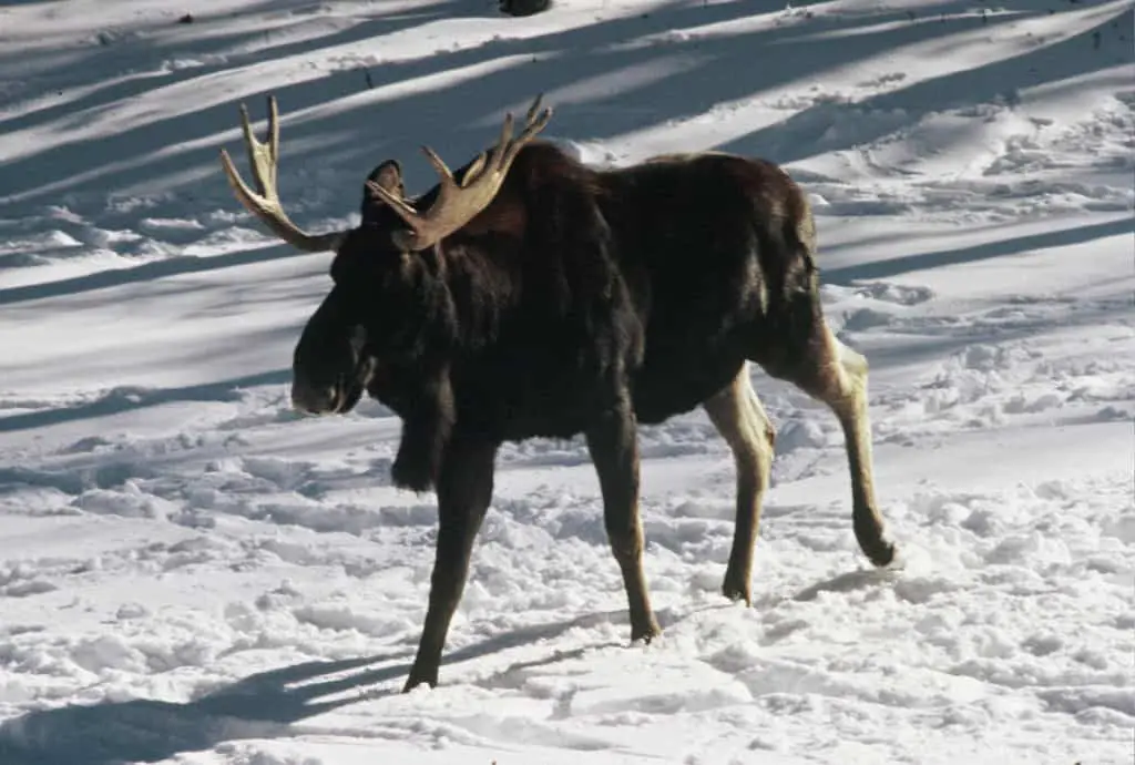 A bull moose striding through the snow in Banff in winter