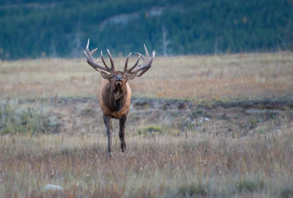 An aggressive bull elk bugling during rutting season in an alpine meadow in Banff