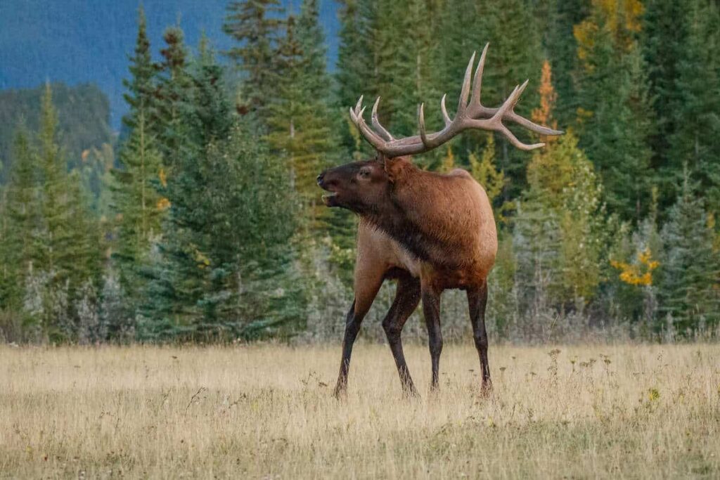 A bull elk bugling in an alpine meadow in Banff National Park