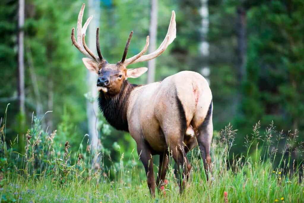 A bull elk turning its head, standing in an alpine meadow in Banff National Park