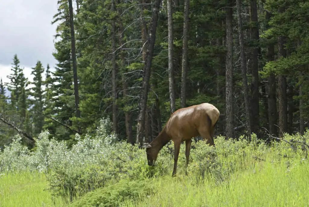An elk cow grazing in an alpine meadow edges by pine trees in Banff National Park