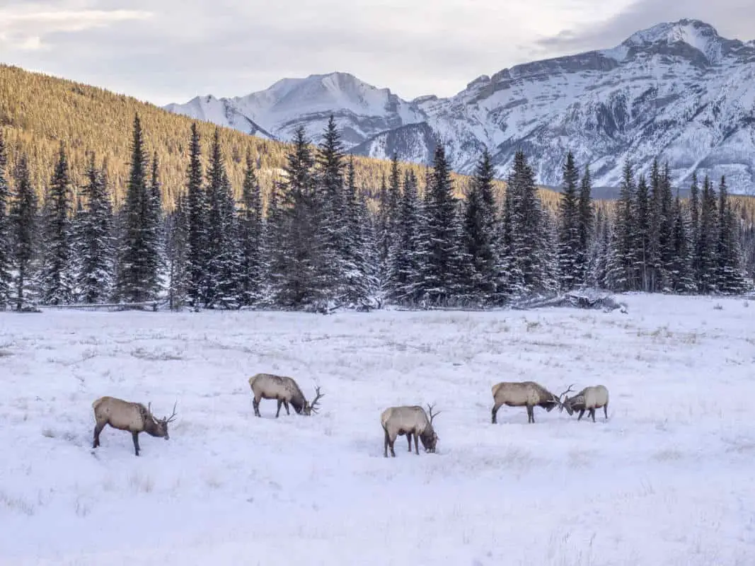 A group of elk grazing in a pasture in Banff in winter