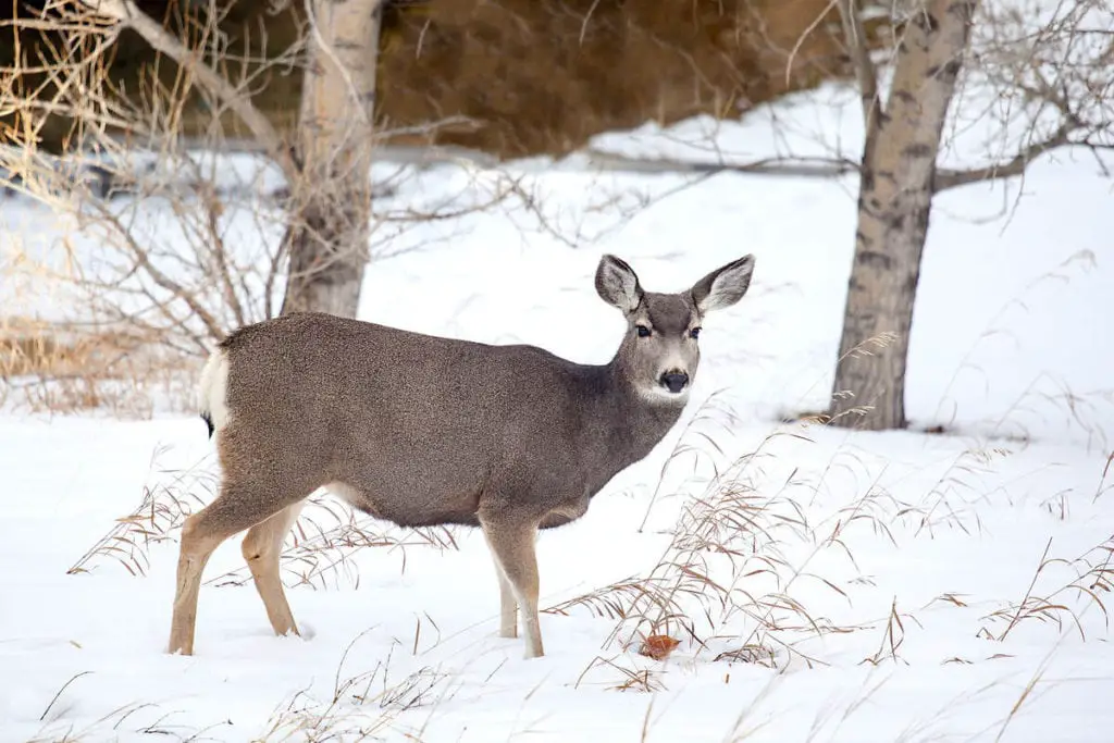 A mule deer in the snow in Banff in winter