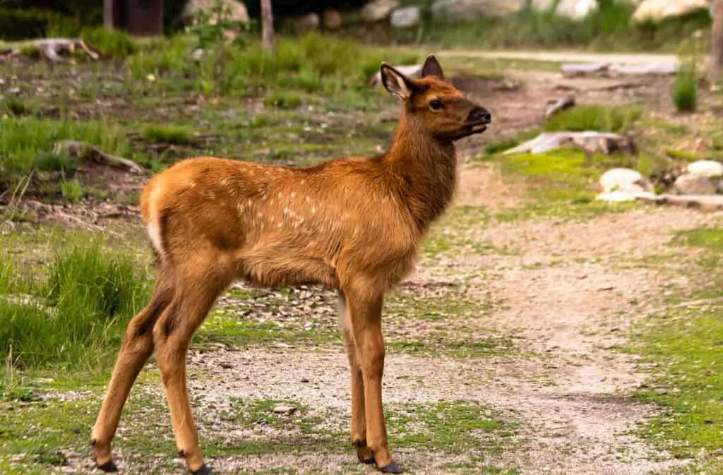 A newborn elk calf standing on a stony path in the Canadian Rocky Mountains