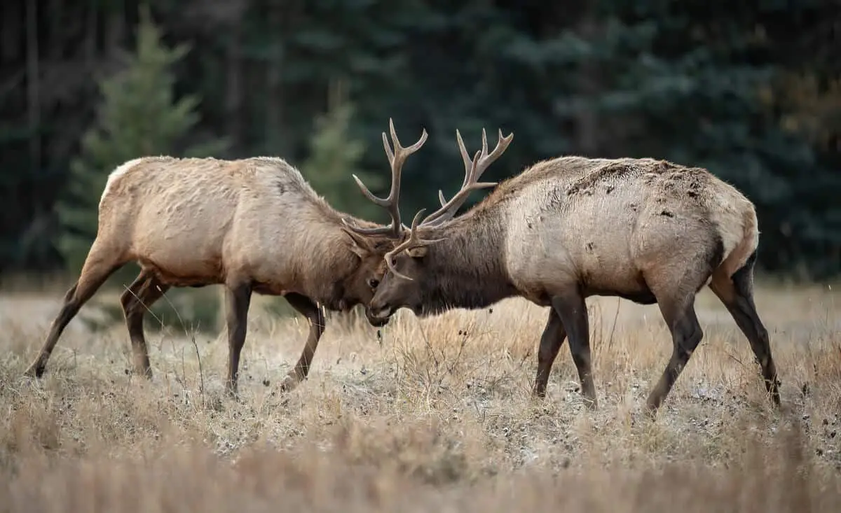 Two bull elk battling it out to garner interest from an elk cow during rutting season