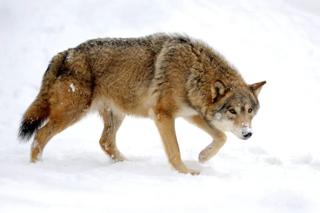 A wolf walking through the snow in Banff in winter