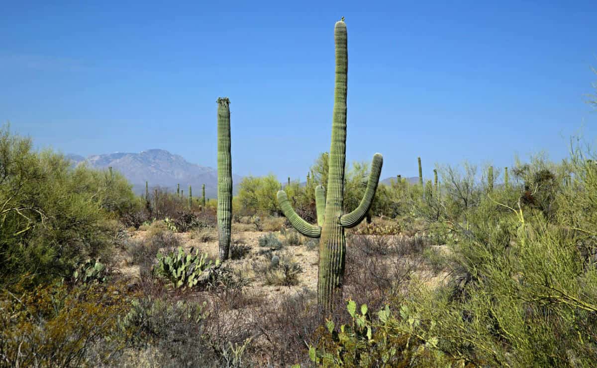 Cacti in Suguaro National Park in Arizona