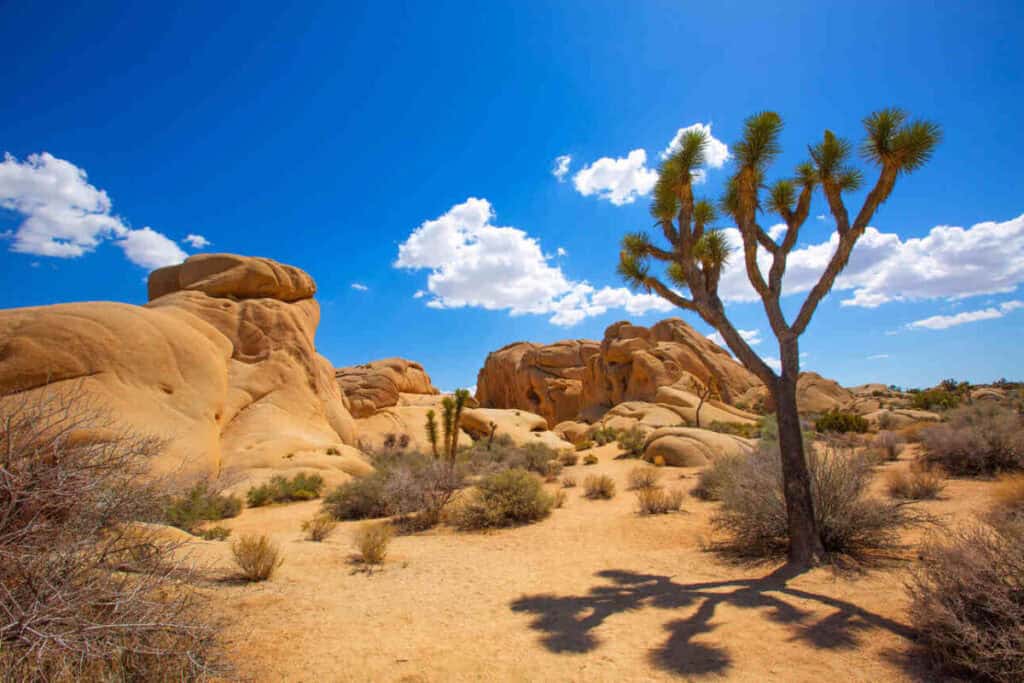 Joshua Tree National Park.